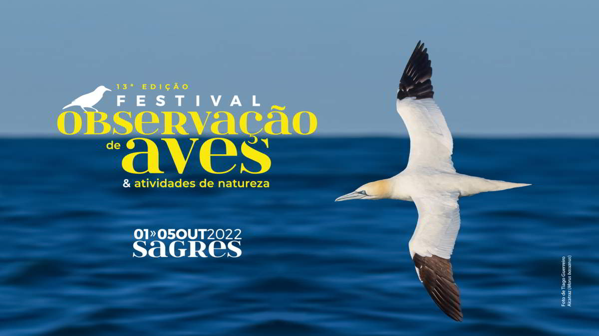 Festival de Observação de Aves em Sagres
